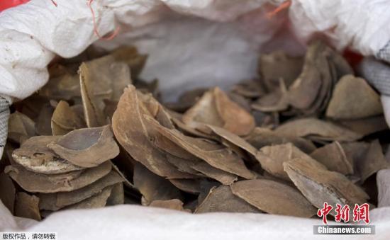 提货单当时申报集装箱装的是木头,但经检查,执法人员却在其中一个集装箱发现一袋袋的象牙和穿山甲鳞片。其中132袋象牙,总重量约8.8公吨,是新加坡查获的最大批走私象牙。此外,还有237袋穿山甲鳞片重达11.9公吨。图为缴获的穿山甲鳞片。文字来源:央视新闻