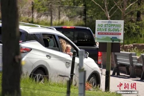 多伦多动物园以自驾游览方式恢复开园迎客(/p中新社记者 余瑞冬摄)