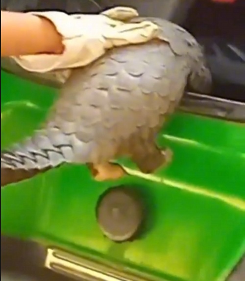 转发这条鲮鲤！货车司机救下的“胖宝宝”，是国家一级保护动物！