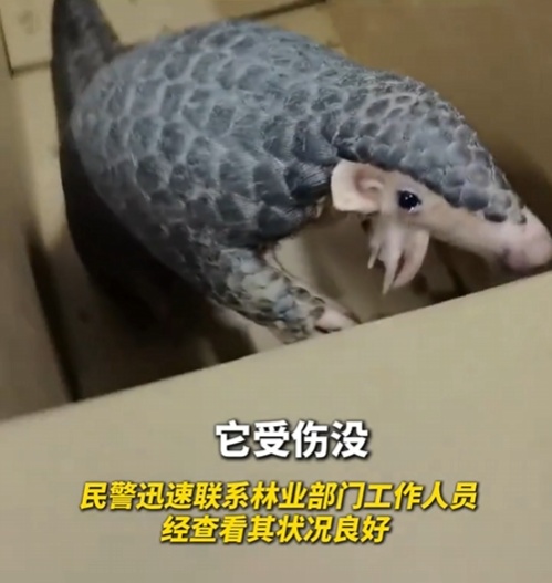 转发这条鲮鲤！货车司机救下的“胖宝宝”，是国家一级保护动物！