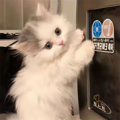 猫咪可爱头像图片
