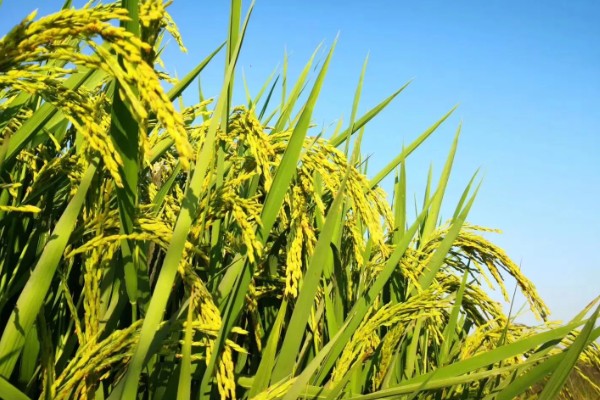粮油作物的种类,常见水稻、小麦、油菜和花生等品种