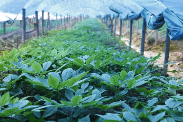 粮油作物的种类,常见水稻、小麦、油菜和花生等品种