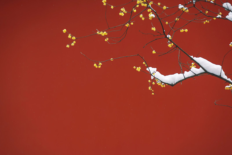 梅花红墙，雪冬，中国北京图片下载
