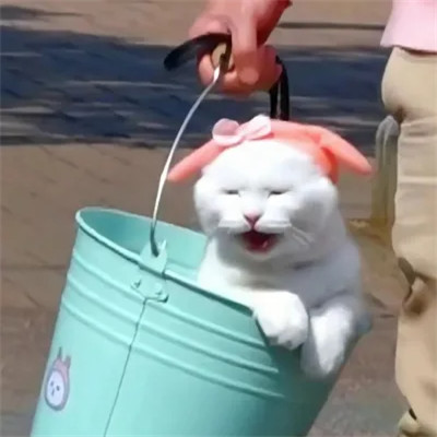 猫咪可爱头像图片