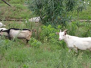 浦東の沿岸や崇明島には、地平線や牛、ヤギのいる風景も