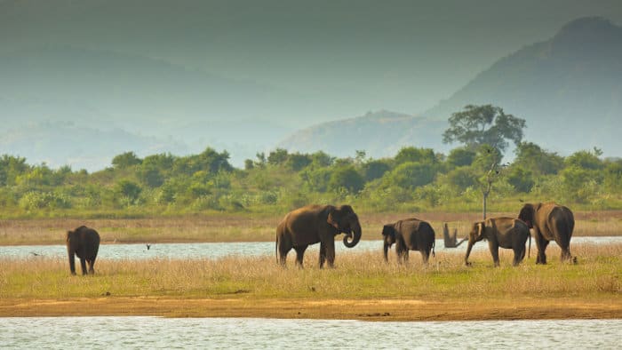 Wild Asian elephants in their natural environment